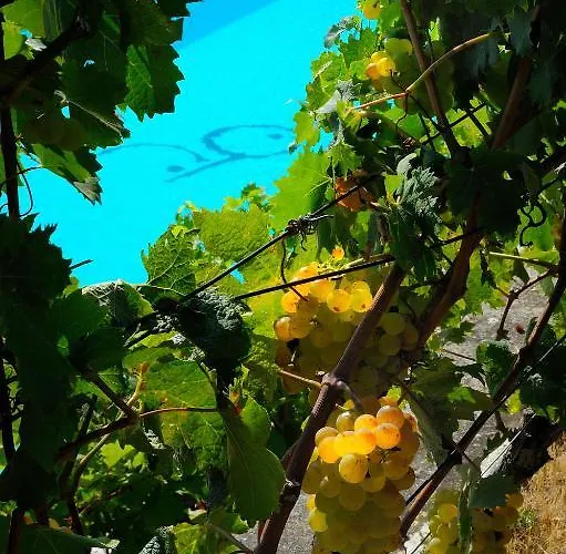 Poggio Dei Gorleri * Diano Marina